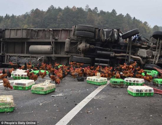 Cảnh sát Trung Quốc đuổi bắt gà trên cao tốc 