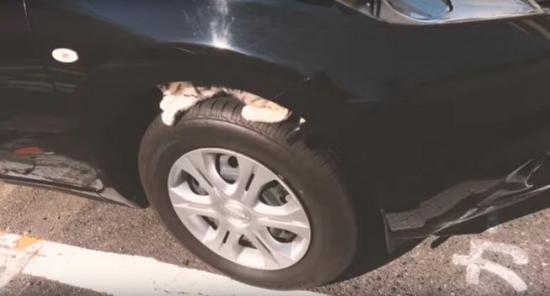 mèo chui trong xe2